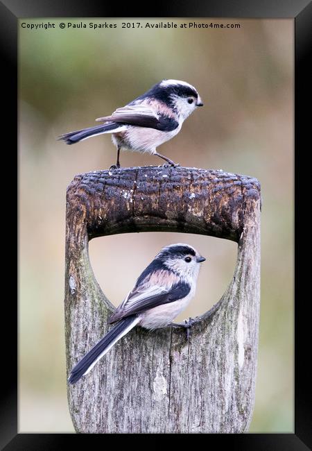 Long Tailed Tits in the Rain Framed Print by Paula Sparkes