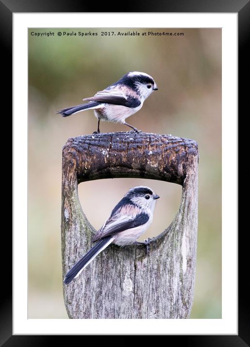 Long Tailed Tits in the Rain Framed Mounted Print by Paula Sparkes