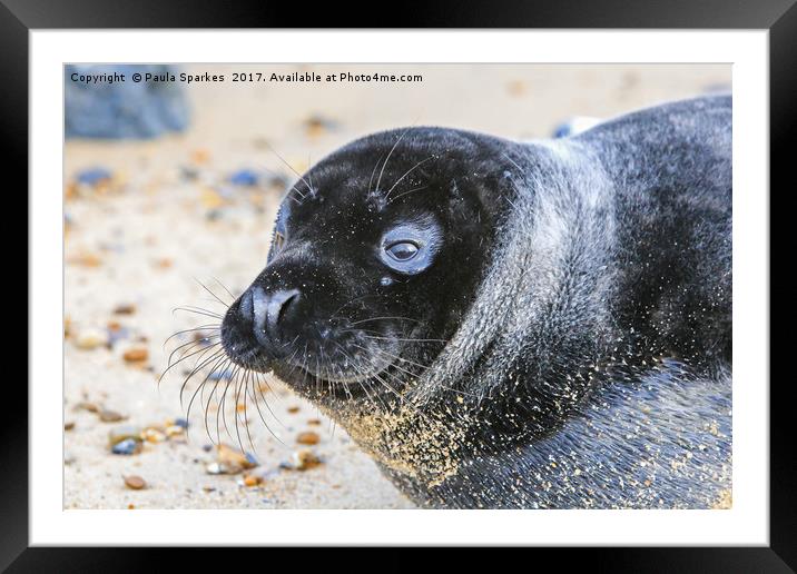 Black seal pup Framed Mounted Print by Paula Sparkes