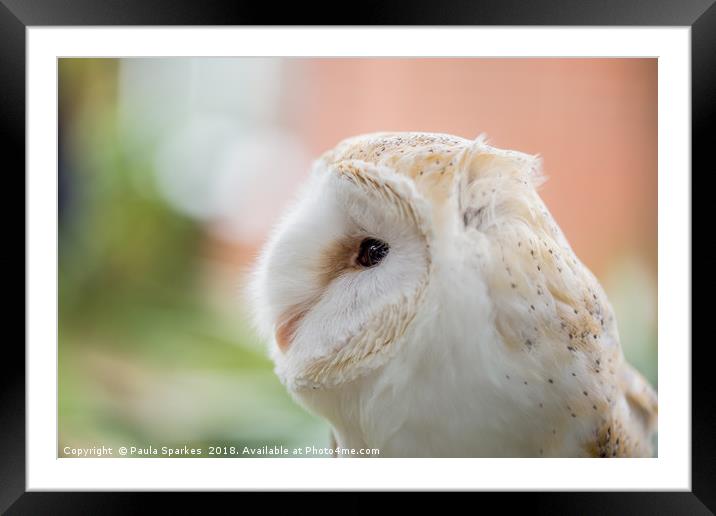 British Barn Owl Framed Mounted Print by Paula Sparkes