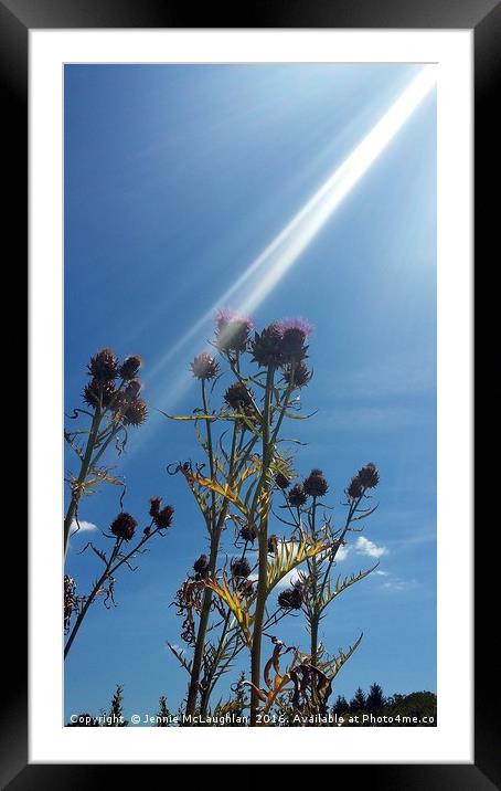 Sunlight on thistle Framed Mounted Print by Jennie McLaughlan