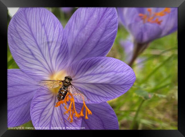Hoverfly on Winter Crocus Framed Print by Danny Wallis