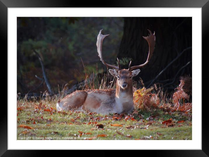 A Stags Stare Framed Mounted Print by Danny Wallis