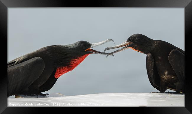 Galapagos Birds Framed Print by Alejandro Cupi