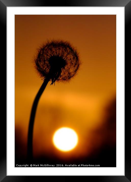 Dandelion Sunset Framed Mounted Print by Mark McGillivray