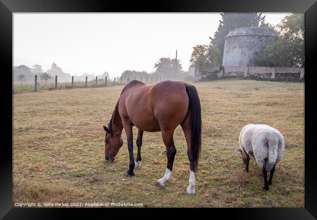 Horse and Sheep Grazing Framed Print by Gary Parker