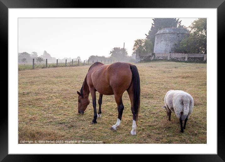 Horse and Sheep Grazing Framed Mounted Print by Gary Parker
