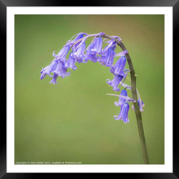 Bluebell Framed Mounted Print by Gary Parker