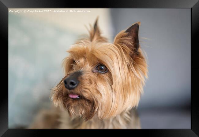 Yorkshire Terrier dog Framed Print by Gary Parker