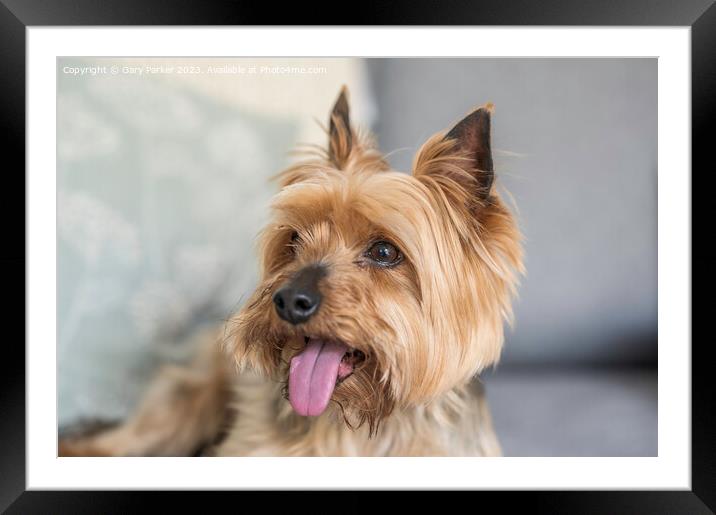 Small, Cute Dog Framed Mounted Print by Gary Parker