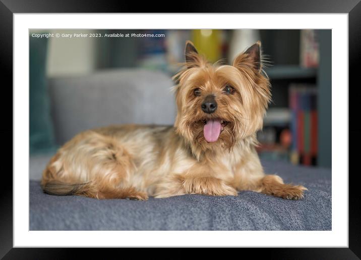 Yorkshire Terrier dog, full body	 Framed Mounted Print by Gary Parker