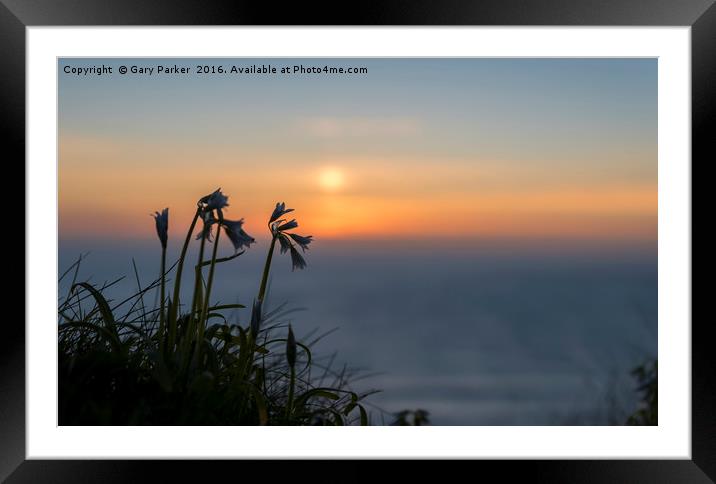 Flowers against the sunset  Framed Mounted Print by Gary Parker