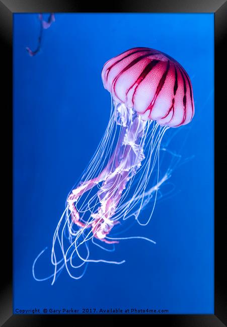 Pink Jellyfish in deep blue water Framed Print by Gary Parker