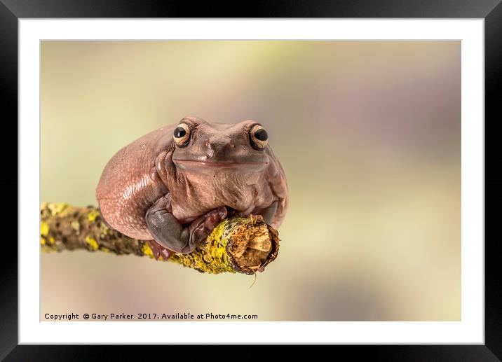 White's tree frog. Also known as the dumpy frog  Framed Mounted Print by Gary Parker