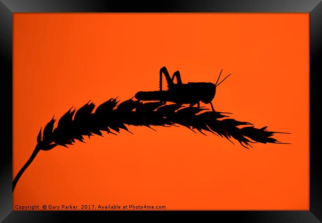 Desert Locust silhouetted against a red sun Framed Print by Gary Parker