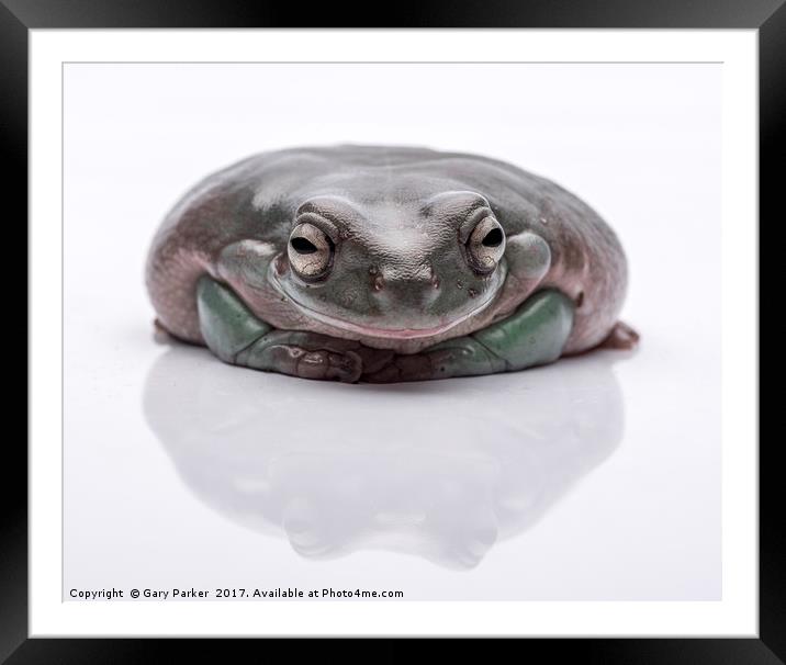 Australian Tree Frog - High Key Framed Mounted Print by Gary Parker