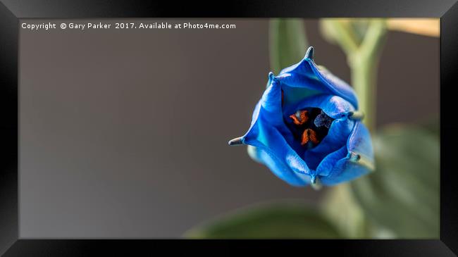 Single blue lilly, in the process of opening Framed Print by Gary Parker