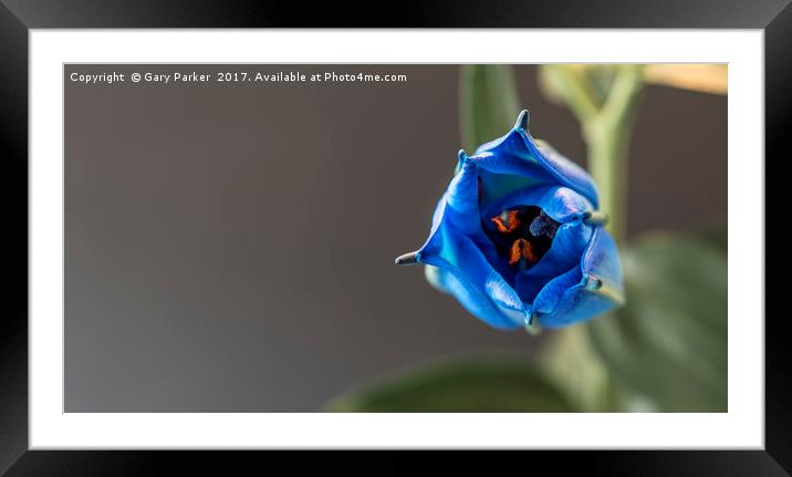 Single blue lilly, in the process of opening Framed Mounted Print by Gary Parker
