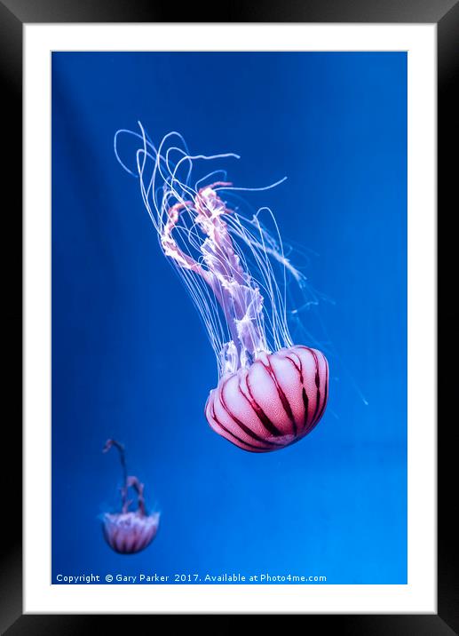 Pink Jellyfish in deep blue water  Framed Mounted Print by Gary Parker