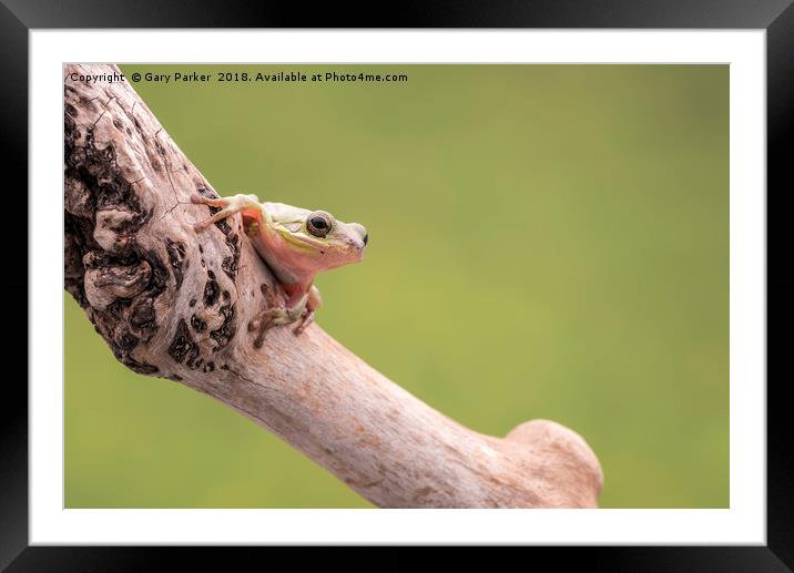 White Tree Frog Framed Mounted Print by Gary Parker