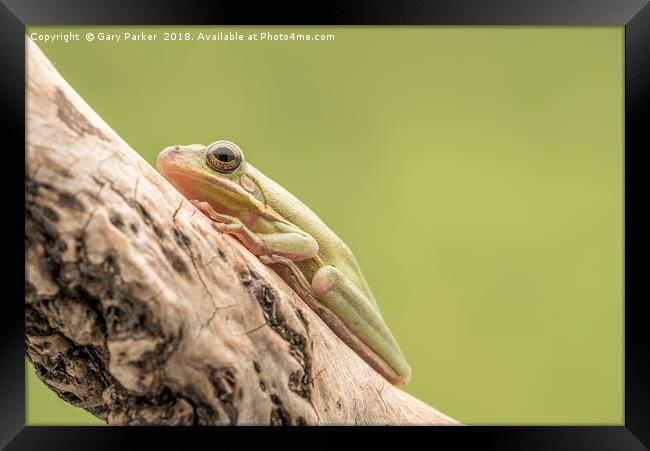 White Tree Frog, perched on a branch  Framed Print by Gary Parker