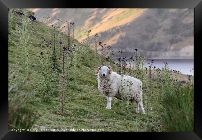 A single Ram, looking at the camera, Wales Framed Print by Gary Parker