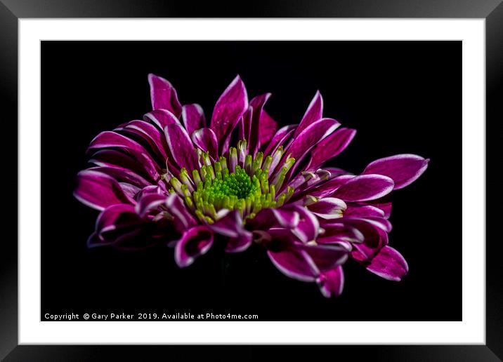 purple flower with white edged petals, isolated Framed Mounted Print by Gary Parker
