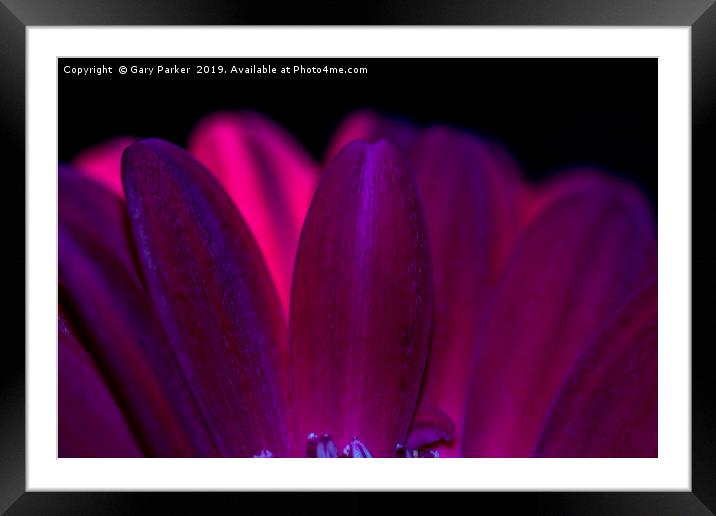 Close up of purple/red flower petals, back lit Framed Mounted Print by Gary Parker
