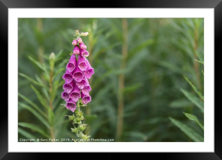 Foxglove flower in bloom, in its natural habitat Framed Mounted Print by Gary Parker