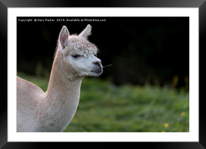 Close up of an Alpaca, chewing grass Framed Mounted Print by Gary Parker