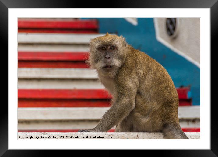 A Macaque monkey in Kuala Lumpur, Malaysia	  Framed Mounted Print by Gary Parker