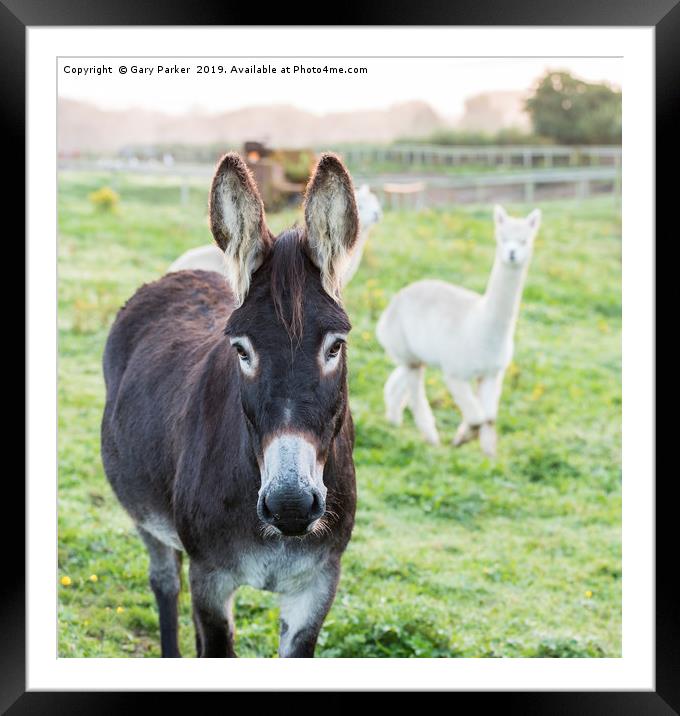 A brown donkey, with a Alpaca Framed Mounted Print by Gary Parker