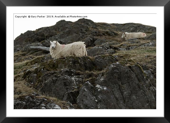 Sheep, grazing on a rocky mountainside, in Wales Framed Mounted Print by Gary Parker