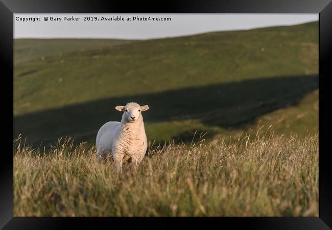A single lamb, looking directly at the camera Framed Print by Gary Parker