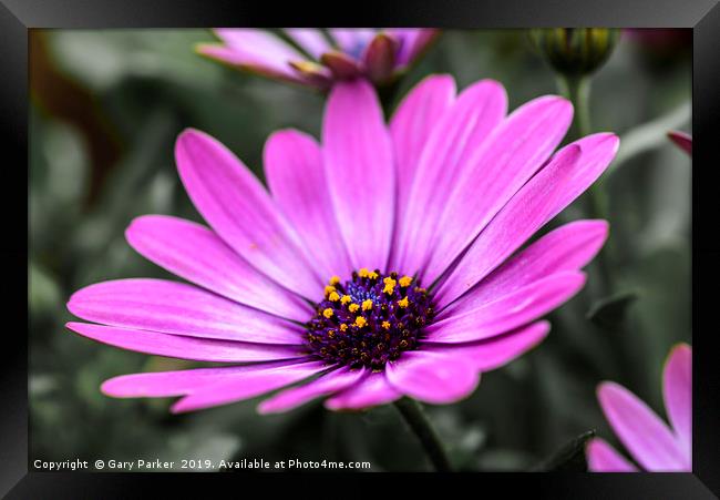 Purple flower, Osteospermum - Margarita Dark Pink Framed Print by Gary Parker