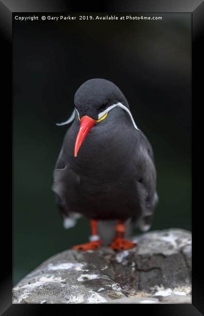 An Inca Tern, perched on a rock Framed Print by Gary Parker
