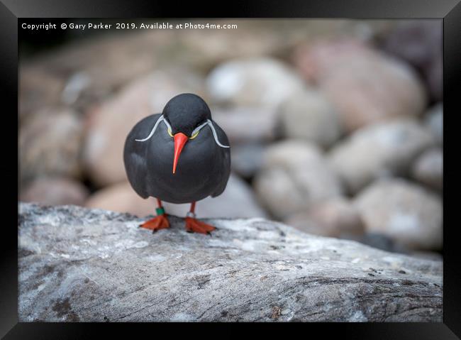 Inca Tern, perched on a rock	  Framed Print by Gary Parker