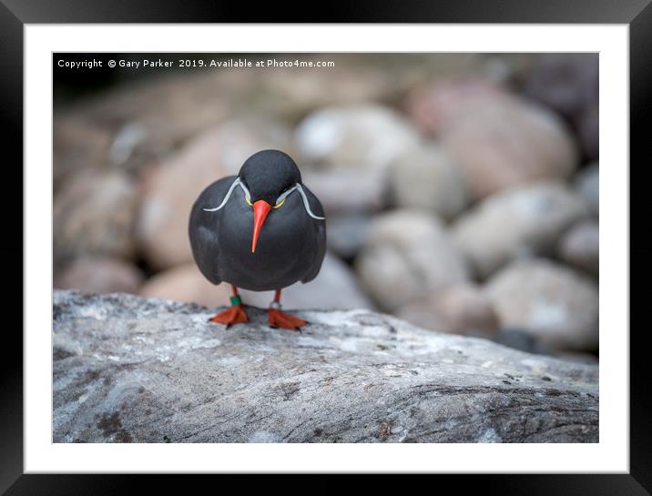 Inca Tern, perched on a rock	  Framed Mounted Print by Gary Parker
