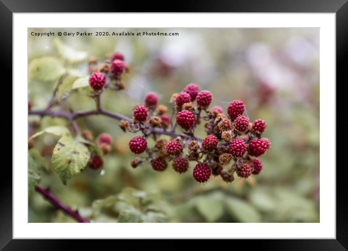 Red blackberry's coming into bloom Framed Mounted Print by Gary Parker