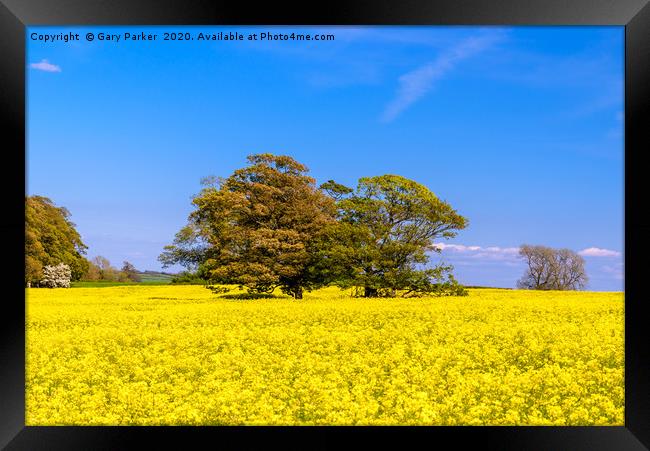 A large tree in a field of yellow rapeseed Framed Print by Gary Parker