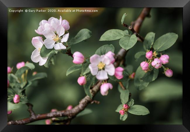Beautiful, pink and white Apple blossom, in bloom  Framed Print by Gary Parker