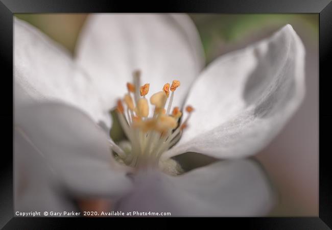 Close up of an Apple blossom, in full bloom.   Framed Print by Gary Parker
