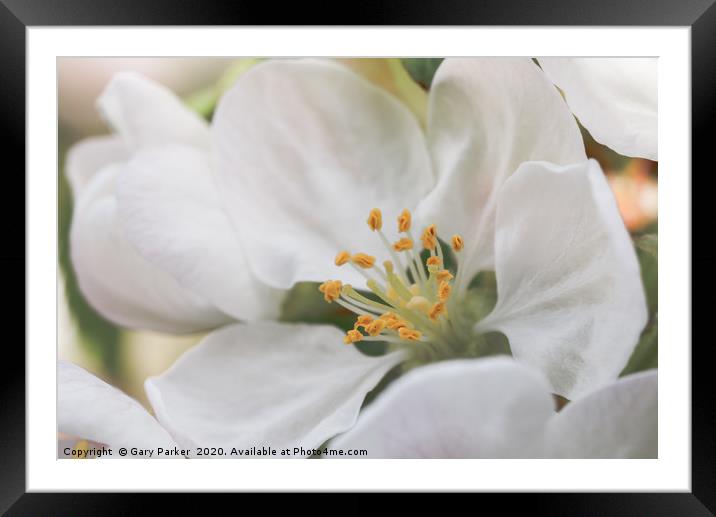 Close up of an Apple blossom, in full bloom.   Framed Mounted Print by Gary Parker