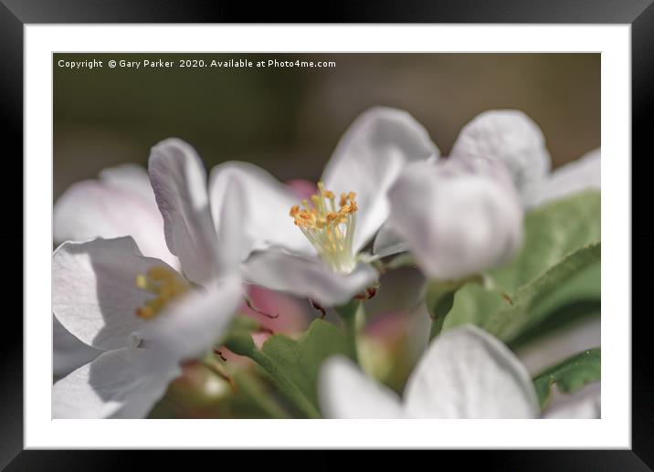 Close up of an Apple blossom, in full bloom.   Framed Mounted Print by Gary Parker