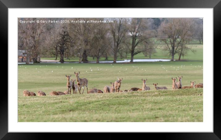 Group of Manchurian Sika Deer in Woburn Deer Park  Framed Mounted Print by Gary Parker