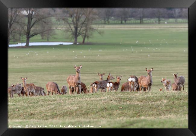 Group of Manchurian Sika Deer, in Woburn, England  Framed Print by Gary Parker