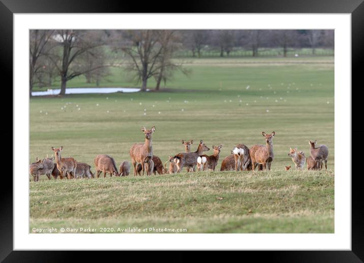 Group of Manchurian Sika Deer, in Woburn, England  Framed Mounted Print by Gary Parker
