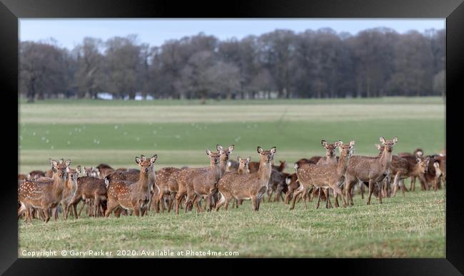 Herd of Manchurian Sika Deer, in Woburn, England  Framed Print by Gary Parker