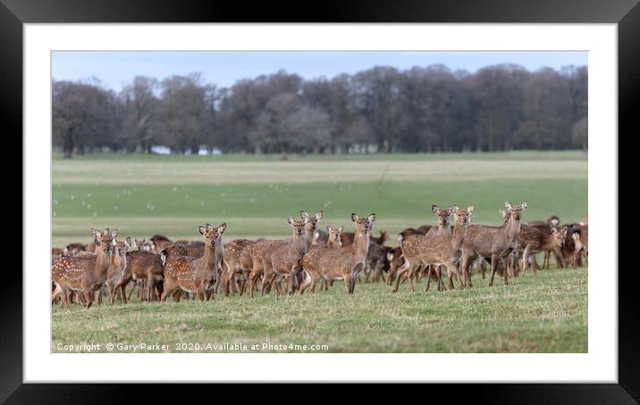 Herd of Manchurian Sika Deer, in Woburn, England  Framed Mounted Print by Gary Parker