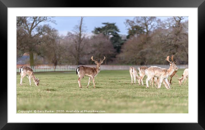 Beautiful Stag Manchurian Sika Deer Framed Mounted Print by Gary Parker